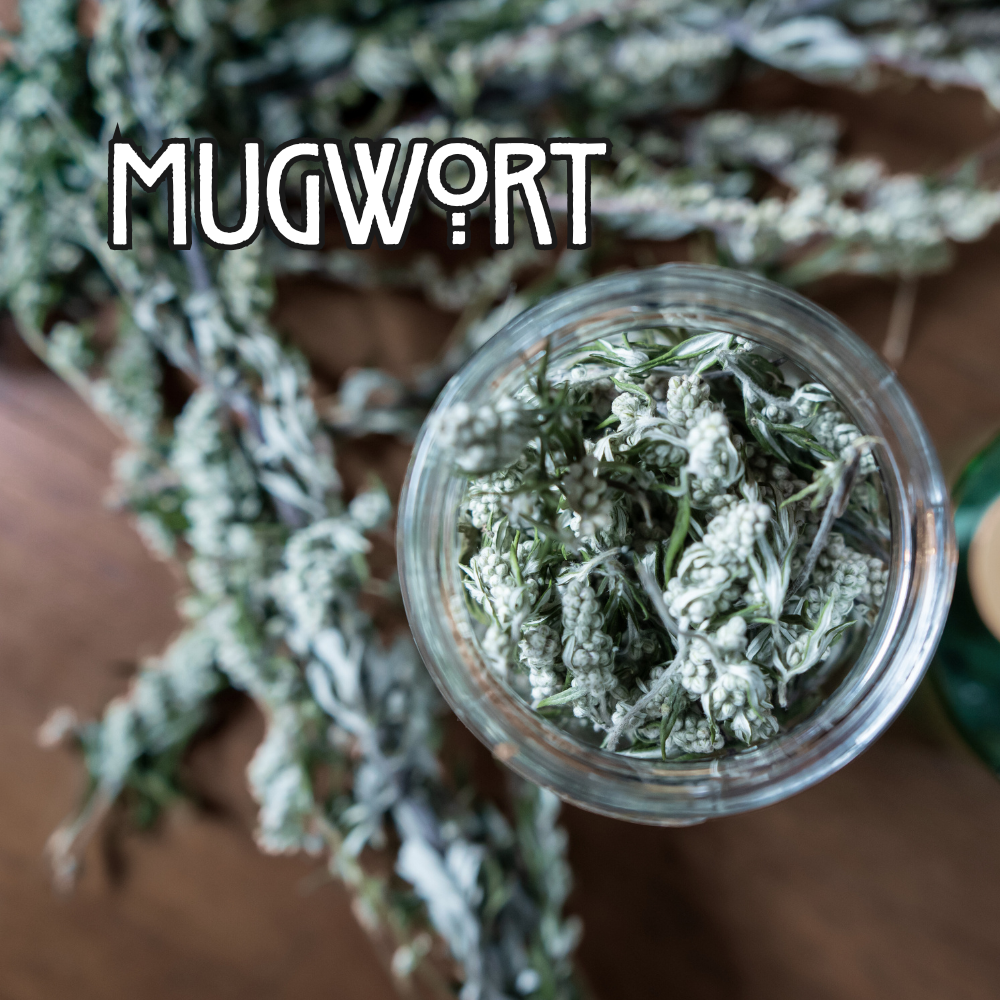 Organic Mugwort - by the Ounce